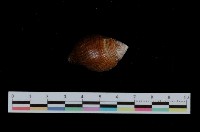 藏品(釣錘旋螺)的圖片